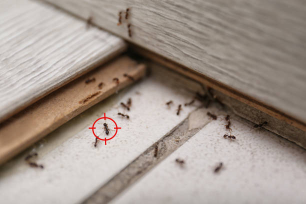 Best Ant Control Services  in Palisades Park, NJ