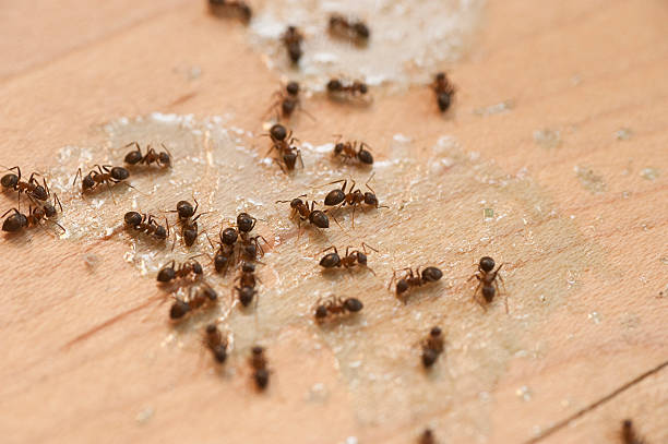 Best Cockroach Control Services  in Palisades Park, NJ